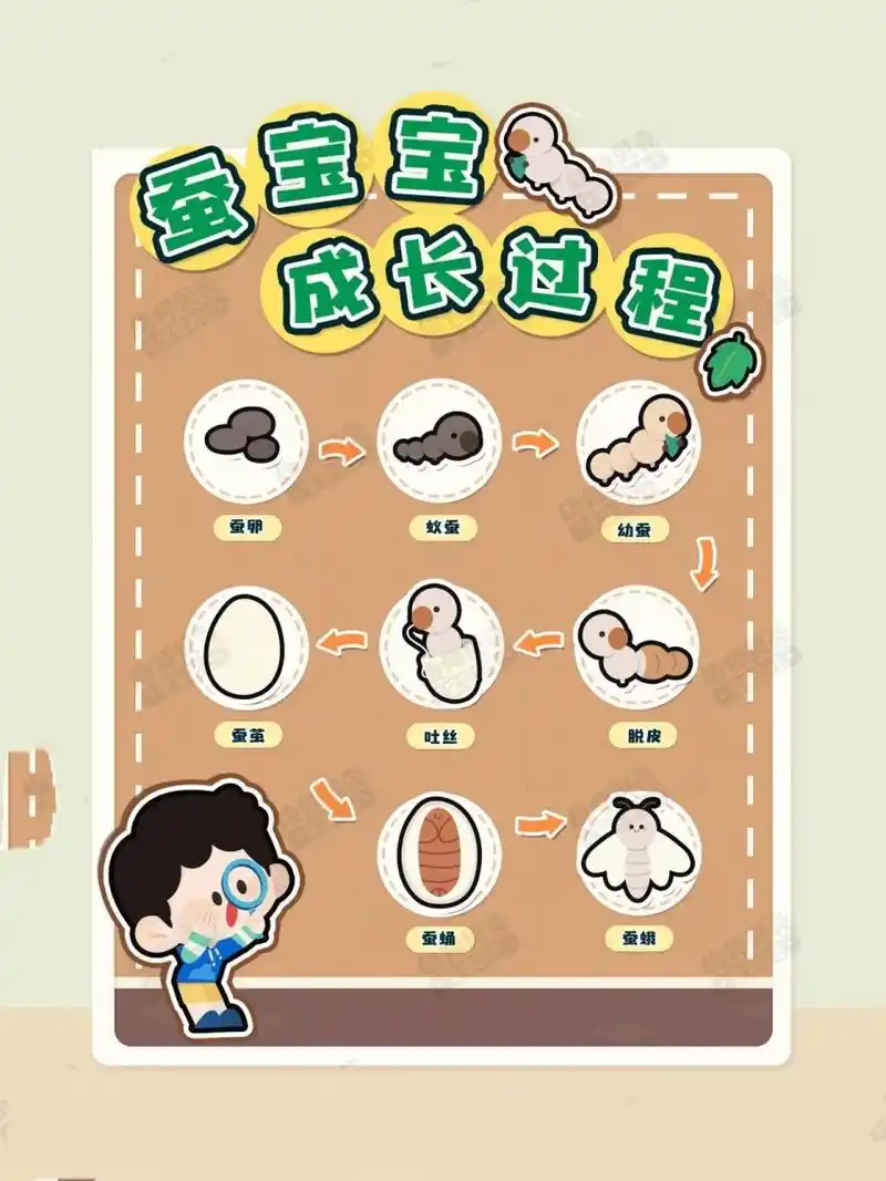 蝴蝶的生长过程