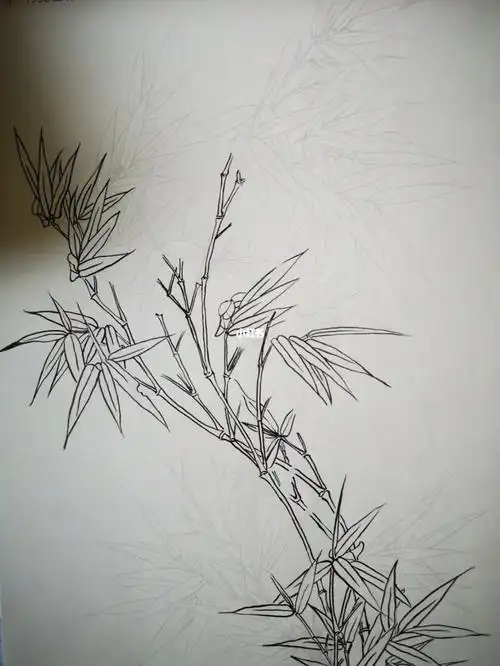 竹白描工笔从主干开始