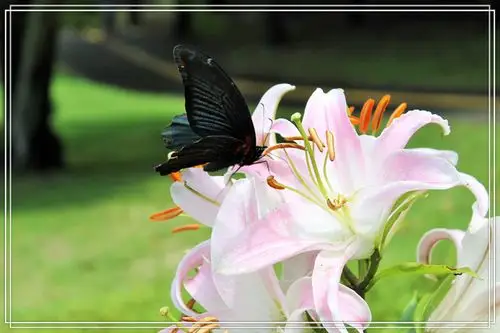 百合と蝶