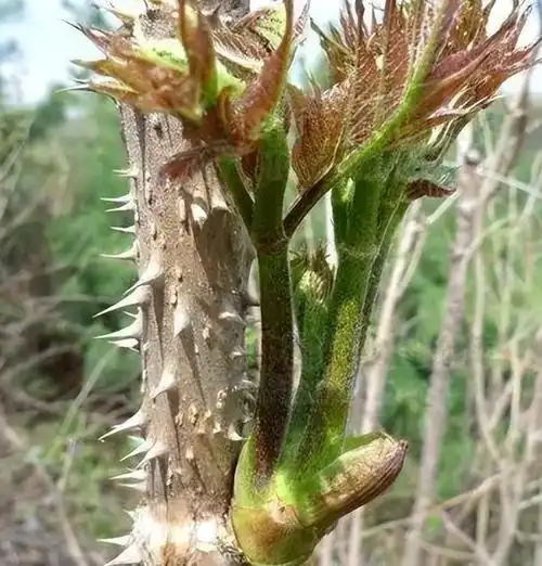木乐镇【木乐芽野菜】-万动力