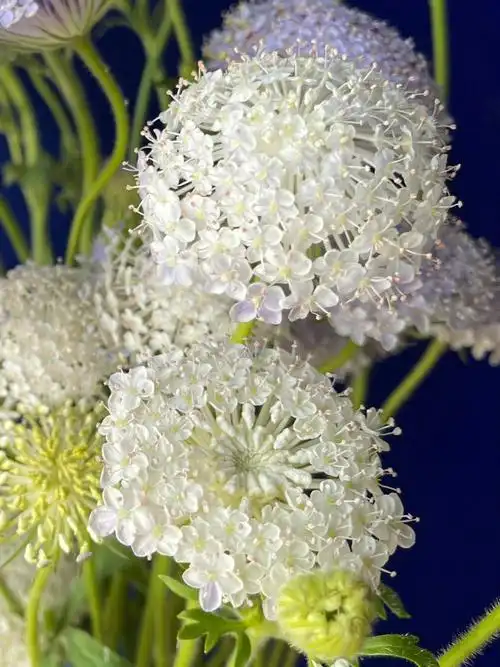 翠珠别称蓝蕾丝花