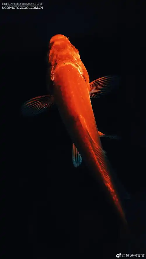 宠物摄影##锦鲤##鱼##橙色