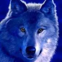 狼好看图片头像_微信头像图片大全
