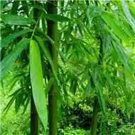 竹子头像唯美图片大全_微信头像图片大全