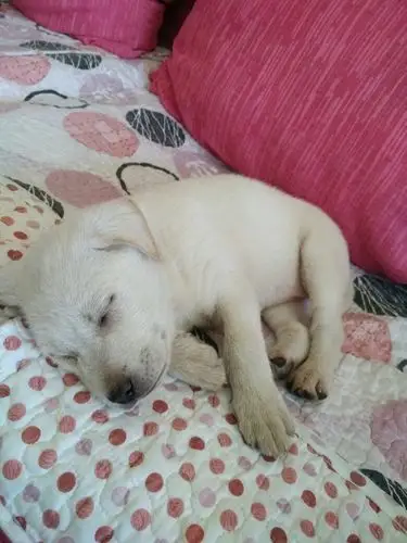 帮我看看这是拉不拉多幼犬吗?