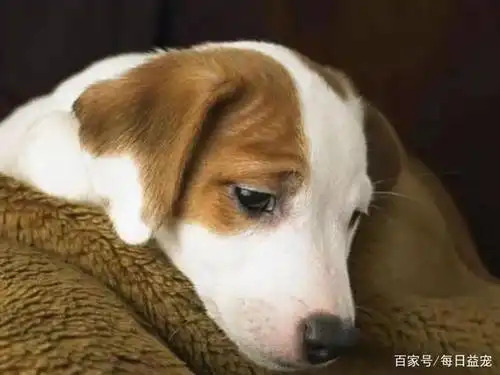 狗狗疑惑:自己怎么会被抛弃?看它一脸伤心的表情,心疼!