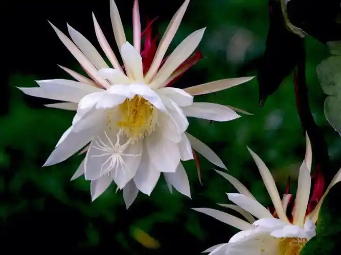 月美人  韦陀花  夜会草93品种大叶,细叶,卷叶,鱼骨,巨翼昙花等