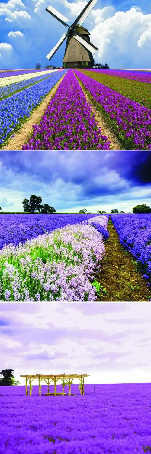 薰衣草风景图片素材5