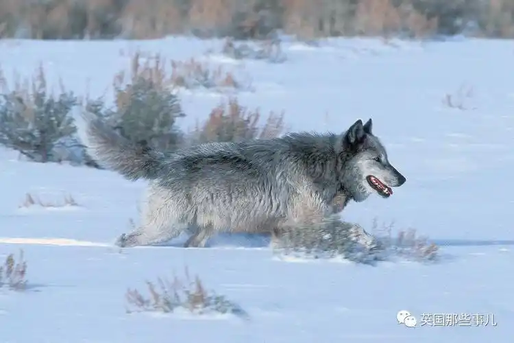 黄石公园最强狼王21它统领一生却独钟情与她太传奇