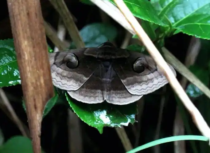 67蛾子的世界和蝴蝶一样精彩纷呈