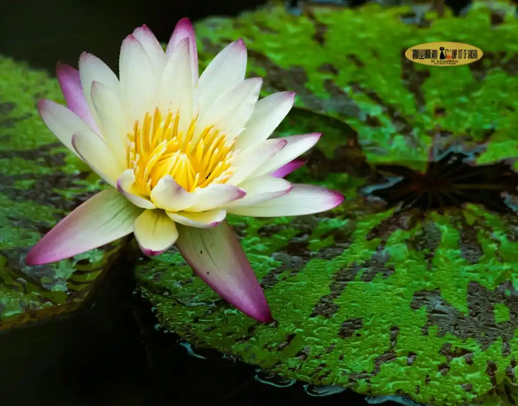 水生花卉水生花卉展拍摄的部分睡莲照片 - 抖音