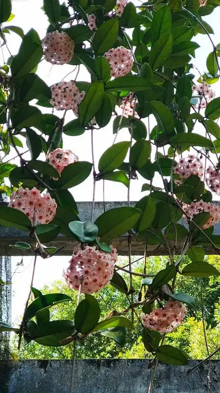 这种花名叫"绿叶粉花球兰",一般简称绿叶粉