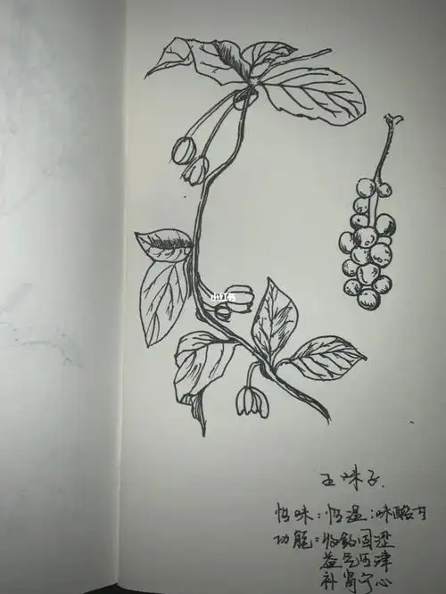 每天认识一味中草药成分五味子