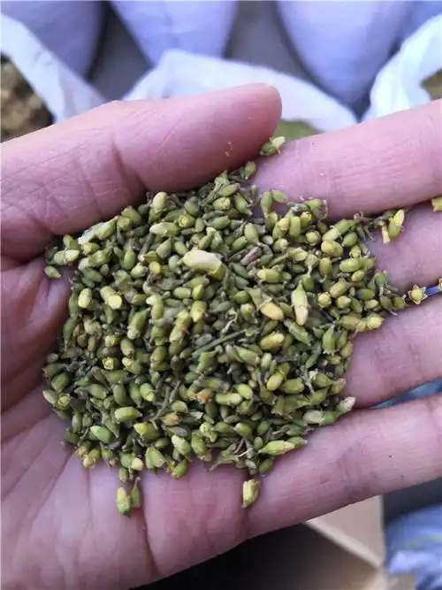 济南景天三七(汉菜)最近价格 正规 - 济南中草药种子 - 百业招商网