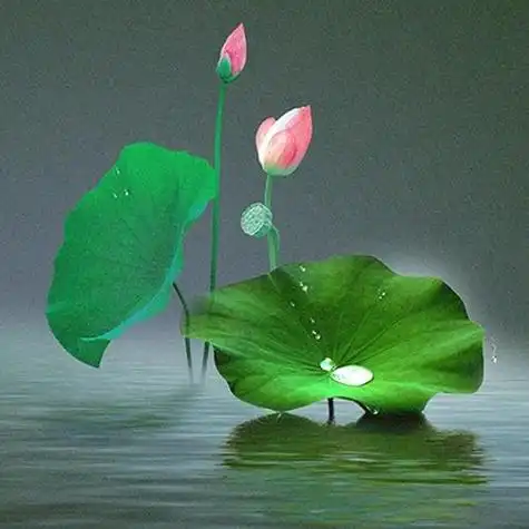 微信头像莲花图片大全意境 微信头像图片大全 -【爱个性】