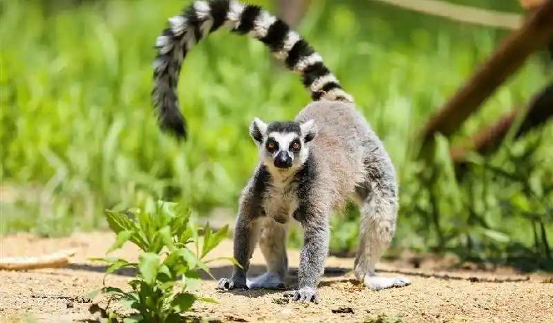 写出十种小动物尾巴的用处,小动物的尾巴作用和本领