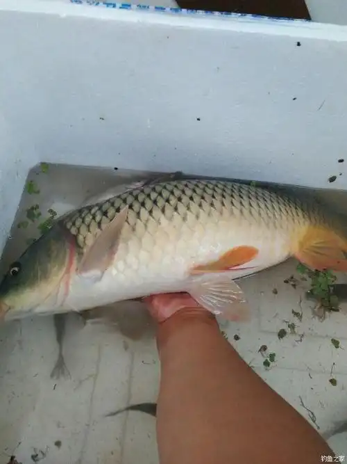 突破最大的鱼获 自制饵料钓鲤鱼