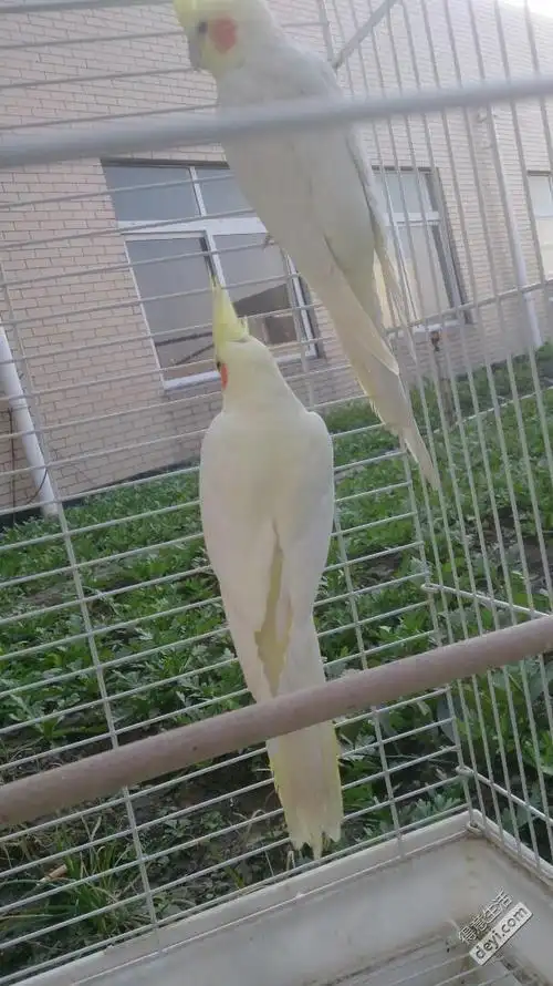 玄凤鹦鹉你是打了腮红出来的吗