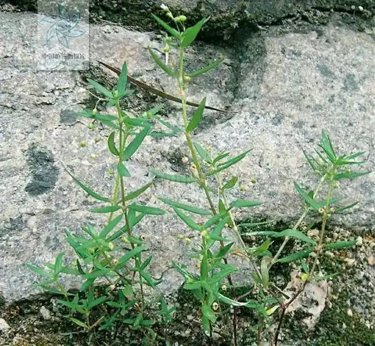 每天一味中草药:白花蛇舌草,好端端的草药被朋友圈吹成抗癌神药