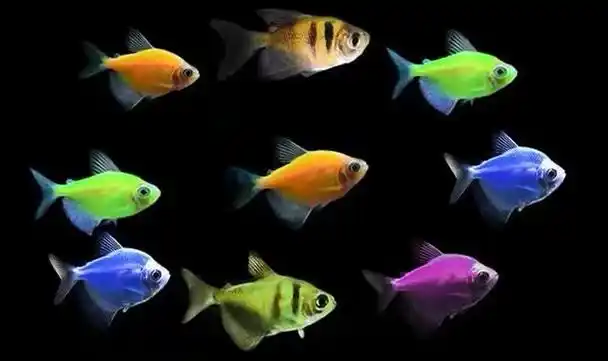 清理苹果螺用的,会咬其他种类的鱼,一群养在一起也很有观赏价值