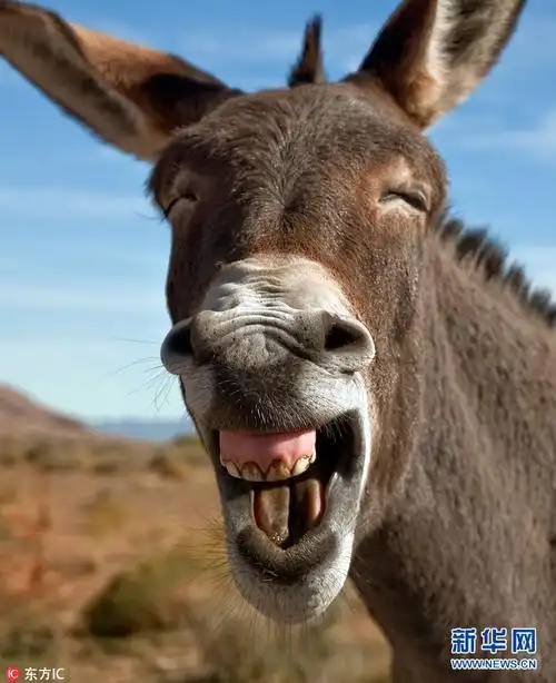 眯成一条线的小毛驴,有对镜头吐舌搞怪的变色龙,还有仰天大笑的猎豹