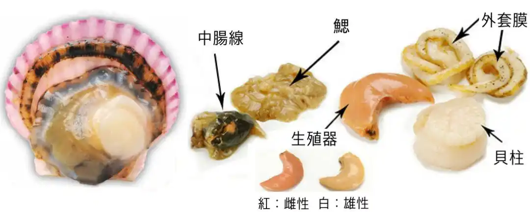 扇贝内部器官一览图