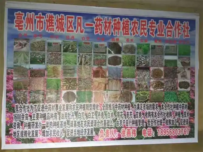 的何首乌苗晋城何首乌苗亳州市凡一中药材收购