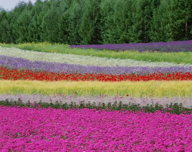 花背景明亮的色彩鲜艳有趣的景观自然户外漂亮风景野生的草田野没有人