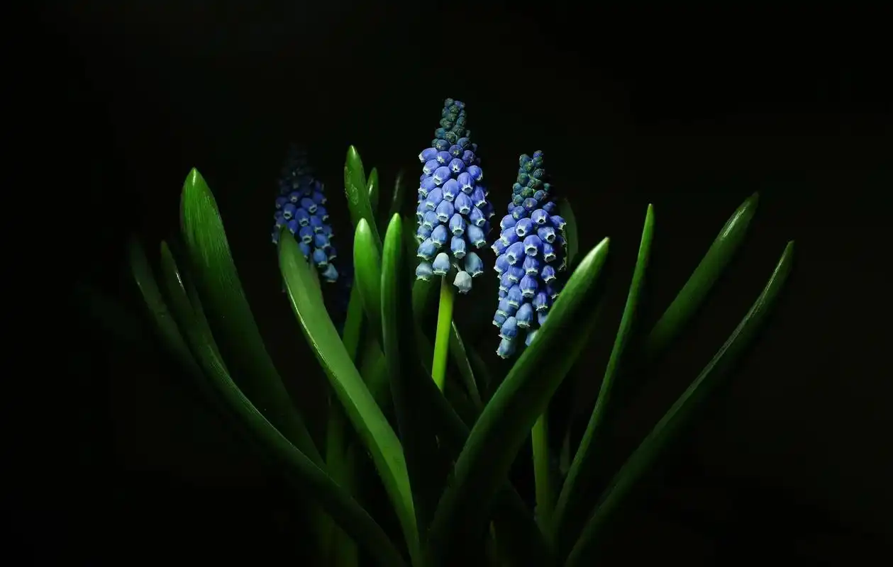 抖音图文来了 #视觉艺术 #抖音小助手 #手机壁纸 #花卉 - 抖音