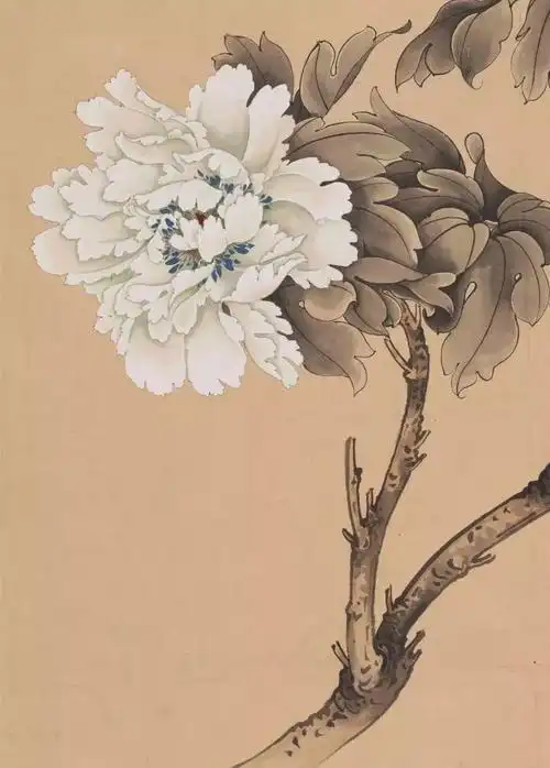 于非暗的白牡丹