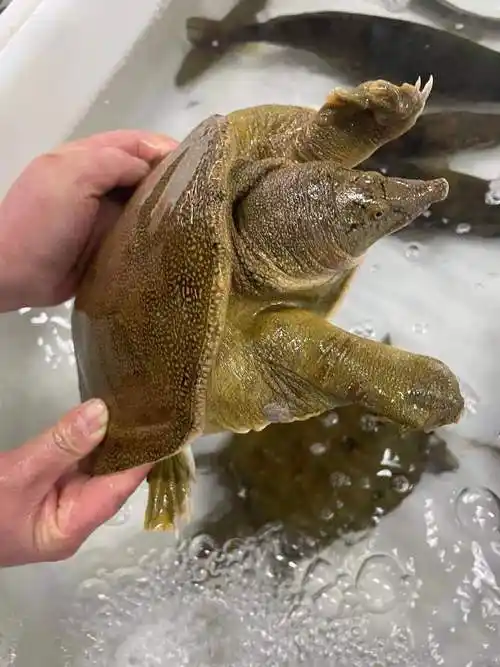 荟鲜港 纯甲鱼土鳖鲜活滋补煲汤活鳖海鲜王八团鱼食用甲鱼包活营养鱼