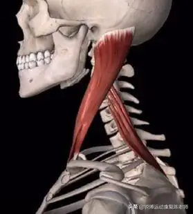 被轻视的问题制造肌胸锁乳突肌