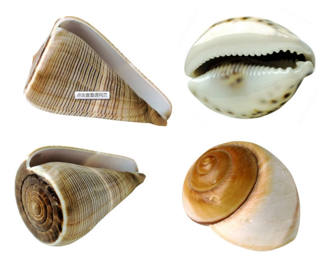 请问上图中左边的这两个海螺的名字或者种类是什么?