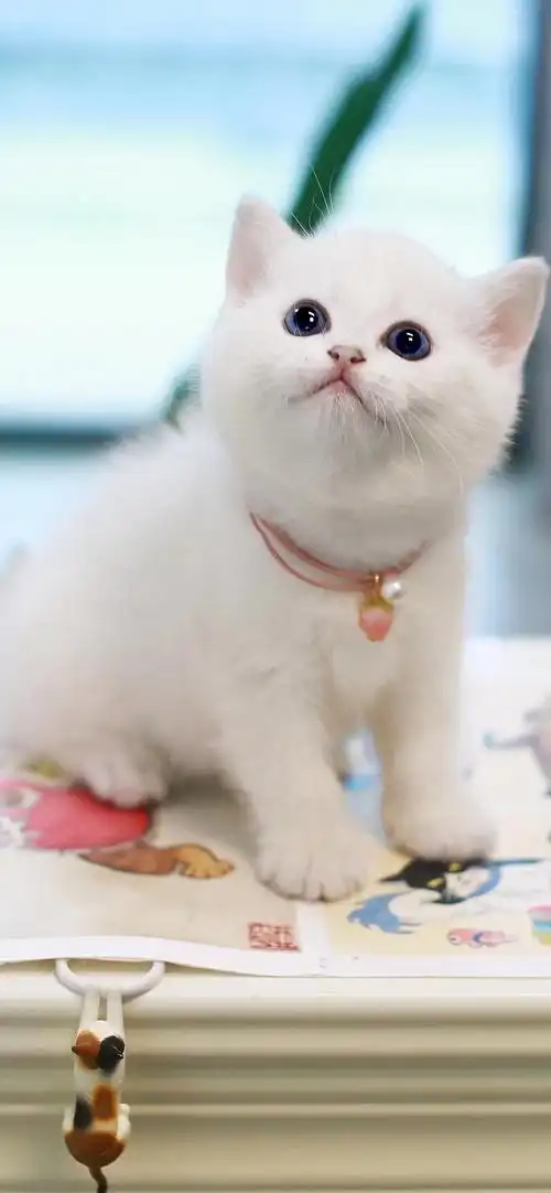 精品英短银渐层银点蓝眼睛包子脸喜欢别藏着