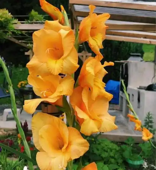 此花名叫"十三太保",是世界四大切花之一,养在家里很高级