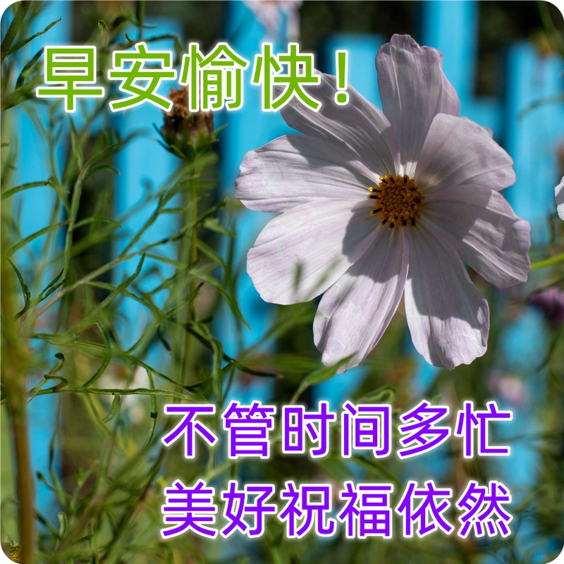 周六最新版漂亮早安图片鲜花带字 最美早上好问候语图片带字温馨