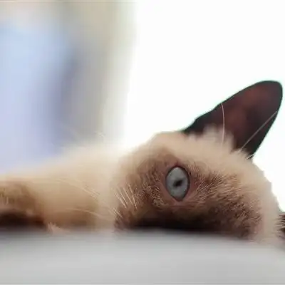 猫咪图片大全可爱头像