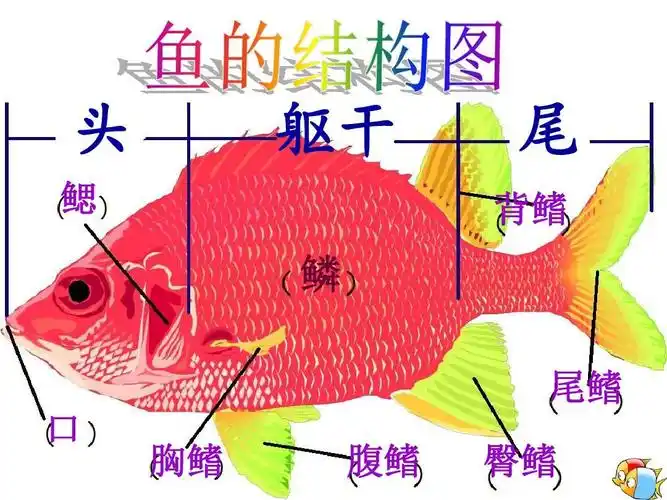 4《鱼儿的奥秘》教学课件ppt