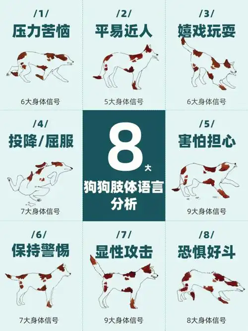 狗狗的866种肢体语言揭秘75新手养狗必看