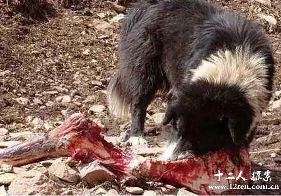 藏獒吃主人事件藏獒咬人藏獒吃人是真的