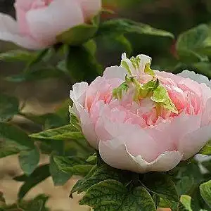 菏泽市牡丹种植协会