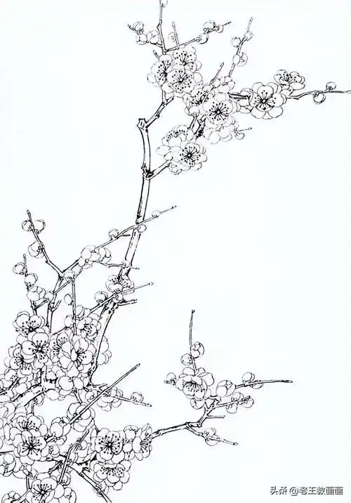 梅花白描图谱,临摹必备