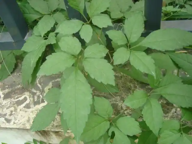 掌状复叶,中间叶最大的蔓藤植物,请教是啥.