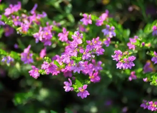 满天星的正确养殖方法