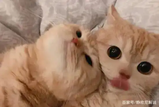 火爆整个网络,不能忍受他的可爱吗?看看这只猫的表情包