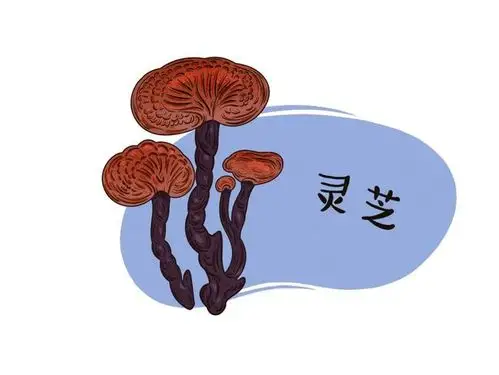 肿瘤细胞|灵芝|免疫系统|原性_网易订阅