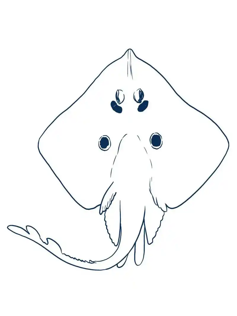 新手必看/复古风格魔鬼鱼的画法 1:观察分析:魔鬼鱼整体还是一个扁平