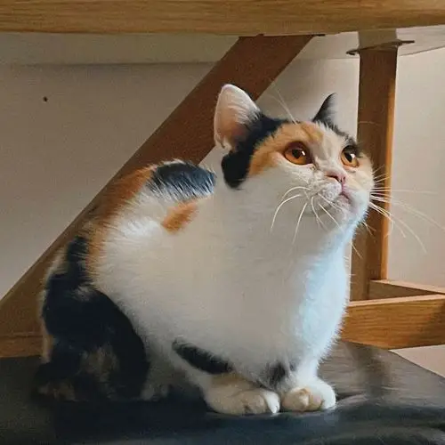 苏州及周边一只三花加菲英短串串找领养