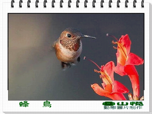 【动物世界】381: 会动的小鸟