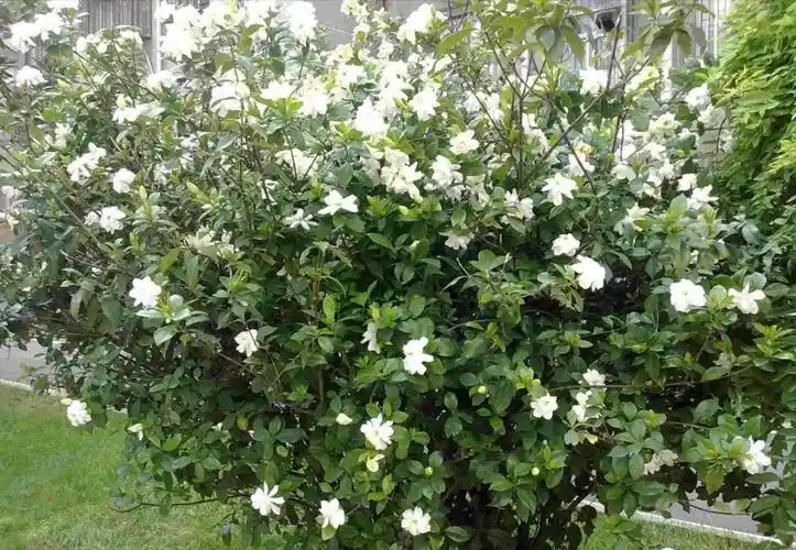 栀子花养不好?给你3个"小技巧",叶绿花香"玩转"栀子花树